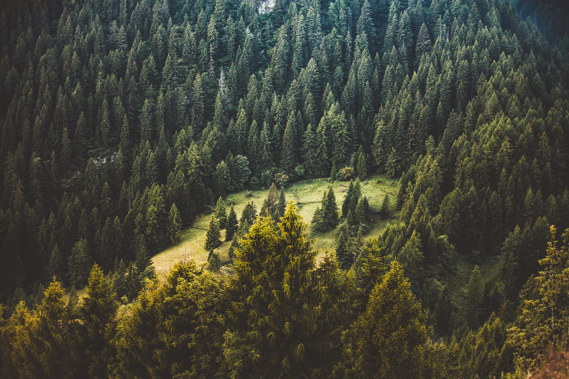 The Field
